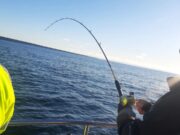 Calm weather produces nice pollack in Galway