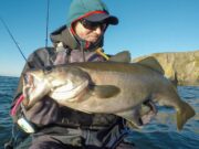 Hungry pollack smashing lures and flies in West Cork December pollack on fly