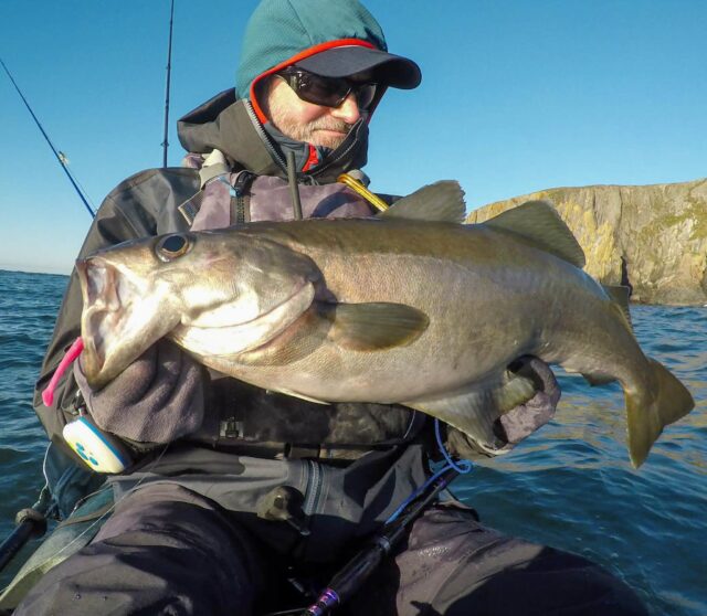 December pollack on fly