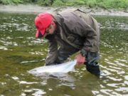 81 Rivers open for Salmon Angling in 2023 salmon release