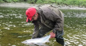 salmon release