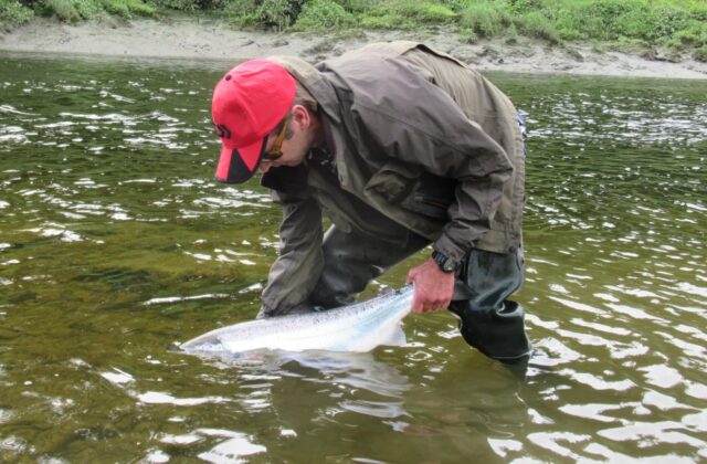 salmon release