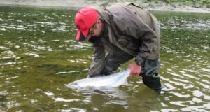 salmon release barrow
