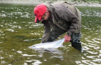 salmon release barrow