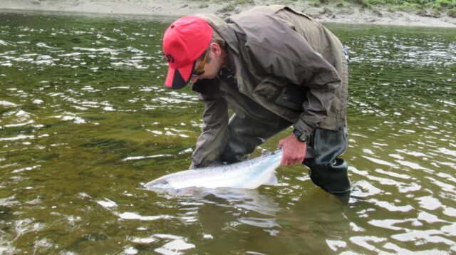 salmon release barrow