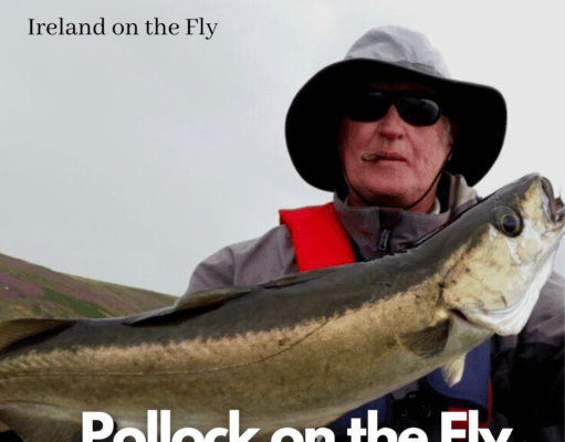 Ireland on the Fly: Pollack on the fly – and why more & more fly anglers are focusing on this fish