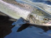 salmon