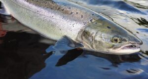 Ireland on the Fly: The 2022 Salmon Season with IFI’s Kevin Crowley salmon