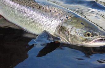 Ireland on the Fly: The 2022 Salmon Season with IFI’s Kevin Crowley salmon