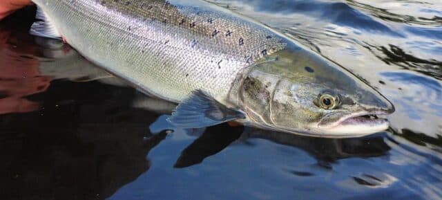 salmon
