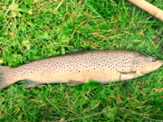 Autumn’s bounty – an insight into Dollaghan fishing on the Six Mile Water