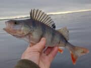 Perch and pike for Mick in the midlands