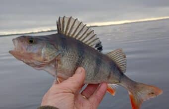 Perch and pike for Mick in the midlands