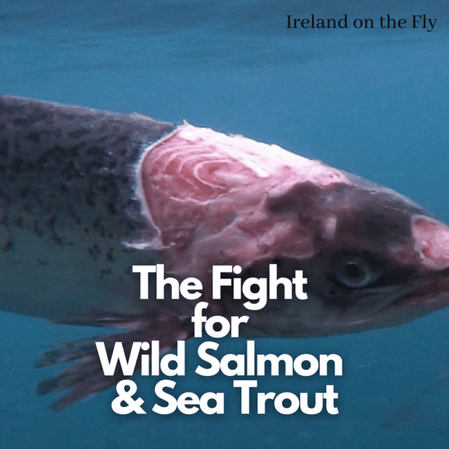 damaged salmon - fish farming