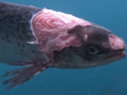 Ireland on the Fly: The Fight for Wild Salmon & Sea Trout damaged salmon - fish farming