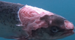 Ireland on the Fly: The Fight for Wild Salmon & Sea Trout damaged salmon - fish farming