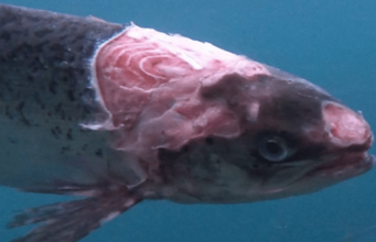 Ireland on the Fly: The Fight for Wild Salmon & Sea Trout damaged salmon - fish farming