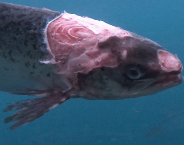 IotFWildFish2 damaged salmon - fish farming