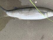 Early mullet for Richie and on a fly to boot