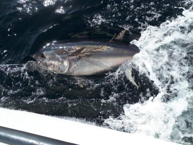 Tagged Bluefin Tuna Donegal Bay 2019. Copyright Adrian Molloy