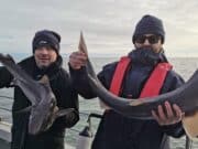 Bumper day on the Spurs for Wicklow Boats clients Spurdogs!