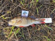 Barrow Perch Bonanza