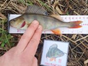 Perch League 2023 – in search of Inny perch