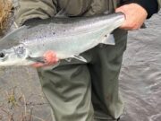 Drowes gets its first salmon, safely released first drowes salmon 2023