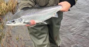 Drowes gets its first salmon, safely released first drowes salmon 2023