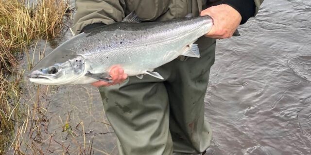 first drowes salmon 2023