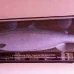 Galway Fishery 69lb Salmon 2
