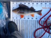 Tulla and District Anglers have super sport on Lough Brigit perch