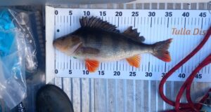 perch