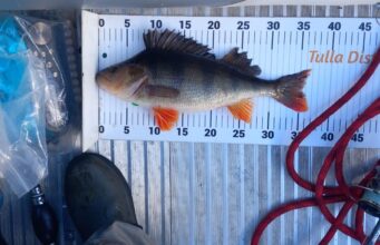Tulla and District Anglers have super sport on Lough Brigit perch