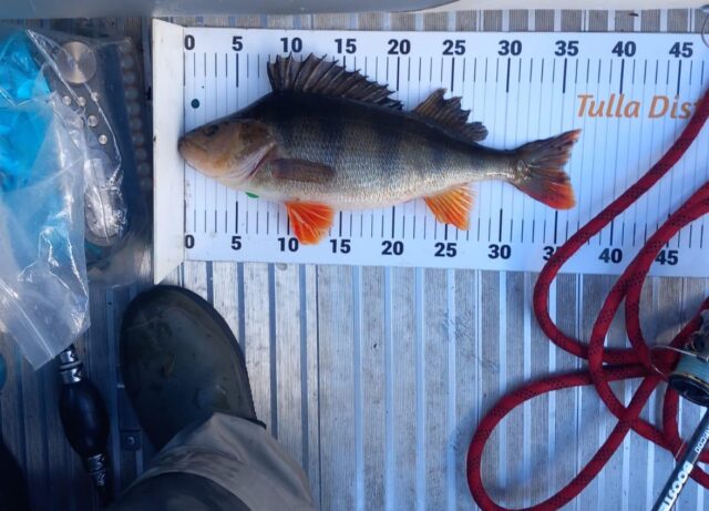 perch