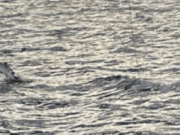 Ireland on the fly: The best lake for spring salmon on the fly in Europe?