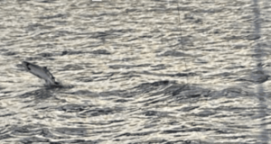 Ireland on the fly: The best lake for spring salmon on the fly in Europe?