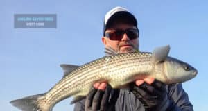 February mullet on fly for Angling Adventures West Cork Mullet, West Cork