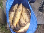 44kg of carp wins Ronan round 5 of Oaklands winter league