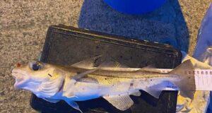 Not often seen by shore anglers - haddock!