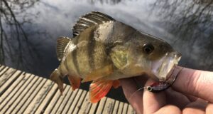 Barrow perch on a fly