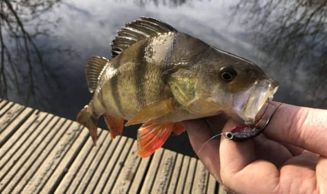 perch on fly Barrow perch on a fly
