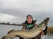Contrasting days but consistently good fishing for guests of Guided Predator Angling