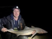 Wexford beaches producing big spurdogs