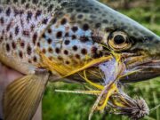 Early season streamer tips from Keith McDonnell