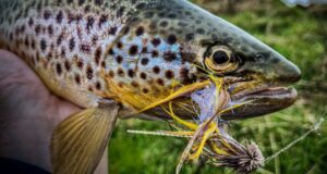 Early season streamer tips from Keith McDonnell