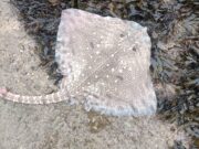 Ray-ny day in East Cork for lucky sea anglers thornback ray