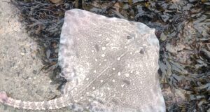 thornback ray