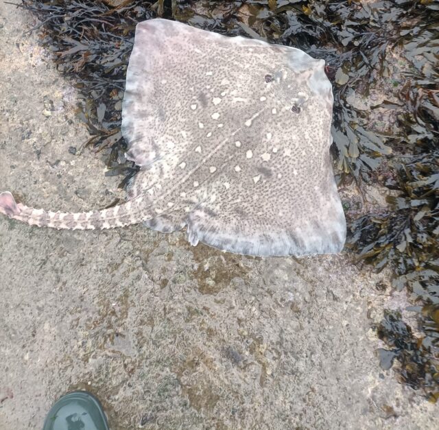 thornback ray