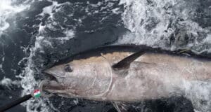 Bluefin Tuna in Irish waters